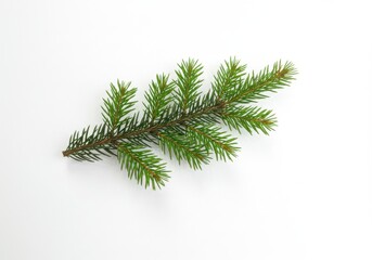 A single green fir branch with needles lying on a white surface in a studio shot close up view top down