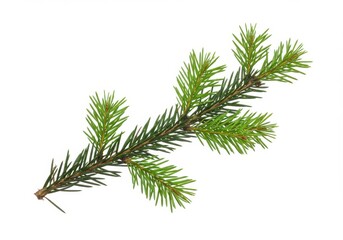 Naklejka premium Close up shot of a single evergreen tree branch with needles isolated on a white background view
