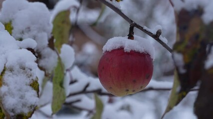 Fresh red apple hanging on a tree branch covered with the first snow in late autumn, close up. Apple tree covered with snow in the first frost in garden