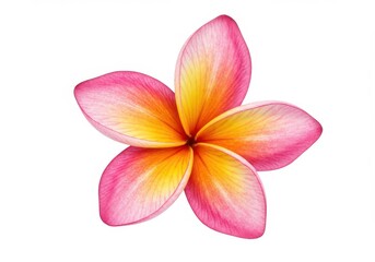 Naklejka premium A single plumeria flower with pink and yellow petals isolated against a white background is centered