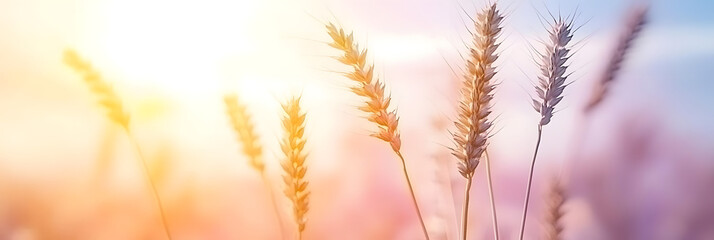 Golden Wheat in Sunset Glow, Serene Nature