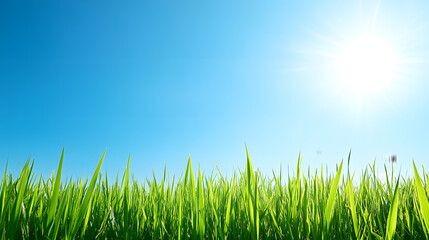 Vibrant Green Grass Blades Under Bright Sunny Summer Sky Nature Background
