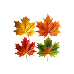 Fototapeta premium Four Colorful Autumn Maple Leaves on White Background