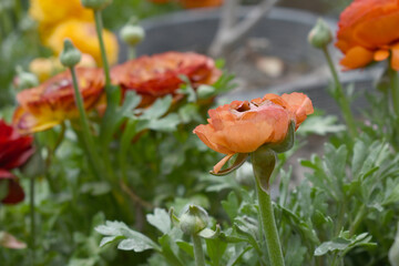 Beautiful Orange ranunculus flower growing in an outdoor flower garden. ranunculus flower closeup,...