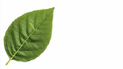 Obraz premium A vibrant green leaf showcasing intricate veins and texture against a clean, white background.