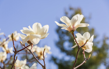 White magnolia flowers in full bloom on a tree branch. warm spring sunshine - Magnolia denudata, Yulan magnolia, Mokryeon