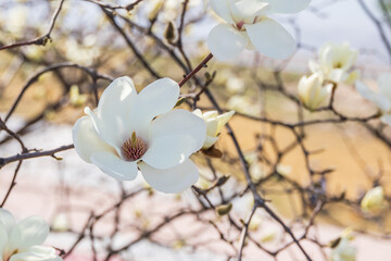 White magnolia flowers in full bloom on a tree branch. warm spring sunshine - Magnolia denudata, Yulan magnolia, Mokryeon