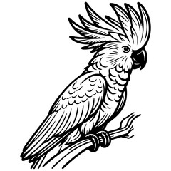 Cockatoo Pet Illustration.