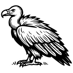 Vulture Sketch Illustration.