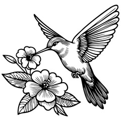 Fototapeta premium Hummingbird Sketch Drawing.