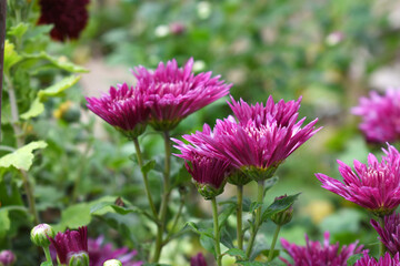 Obraz premium Beautiful Maroon chrysanthemum flowers closeup in the winter garden, Closeup of Chrysanthemum flower, Field of the Maroon Chrysanthemum, Beautiful Maroon flower blooming in nature.