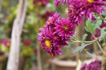 Beautiful Maroon chrysanthemum flowers closeup in the winter garden, Closeup of Chrysanthemum flower, Field of the Maroon Chrysanthemum, Beautiful Maroon flower blooming in nature.