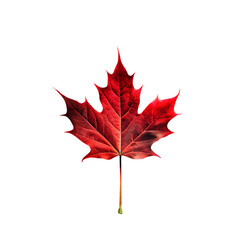red maple leaf