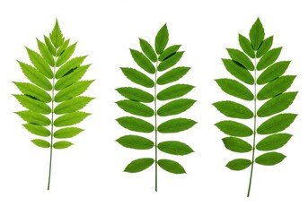 Three vibrant green leaves isolated on white background showcasing nature s intricate detail and perfect symmetry creating a refreshing and