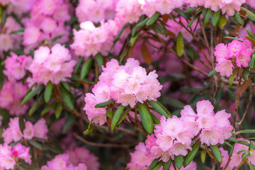 大分県豊後高田市の長安寺のシャクナゲ
