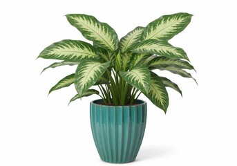 Obraz premium Lush Dieffenbachia in Teal Pot Vibrant green leaves striking variegation elegant teal ceramic planter perfect home decor