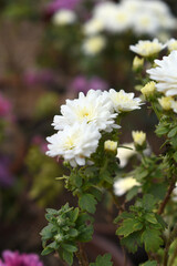 Beautiful white chrysanthemum flowers closeup in the winter garden, Closeup of Chrysanthemum flower, Field of the white Chrysanthemum, Beautiful white flower blooming in nature.
