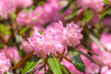 大分県豊後高田市の長安寺のシャクナゲ