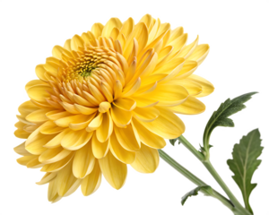 Yellow chrysanthemum flower isolated on whit background PNG