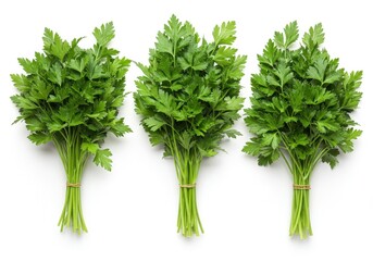 Fototapeta premium Three vibrant bunches of fresh parsley ready for cooking arranged on a clean white background showcasing their bright green color and