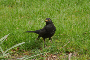Blackbird, hunting for food, with a grub in its beak, looking at the camera. European, or common, blackbird.