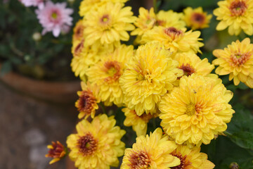 Beautiful Yellow red chrysanthemum flowers closeup in the winter garden, Closeup of Chrysanthemum flower, Field of the Yellow red Chrysanthemum, Beautiful Yellow red flower blooming in nature.