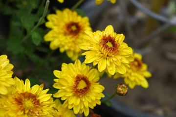 Beautiful Yellow red chrysanthemum flowers closeup in the winter garden, Closeup of Chrysanthemum flower, Field of the Yellow red Chrysanthemum, Beautiful Yellow red flower blooming in nature.