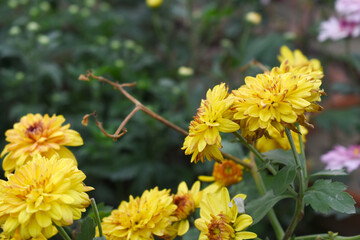Beautiful Yellow red chrysanthemum flowers closeup in the winter garden, Closeup of Chrysanthemum flower, Field of the Yellow red Chrysanthemum, Beautiful Yellow red flower blooming in nature.
