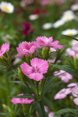 Fototapeta premium Sweet flora william blooming petals pink flowers background, Dianthus barbatus, beautiful Dianthus flower closeup in garden, pink Dianthus flower, pink flower, dianthus blooming in garden, closeup