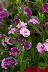 Sweet flora william blooming petals pink flowers background, Dianthus barbatus, beautiful Dianthus flower closeup in garden, pink Dianthus flower, pink flower, dianthus blooming in garden, closeup