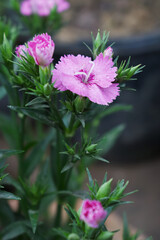 Sweet flora william blooming petals pink flowers background, Dianthus barbatus, beautiful Dianthus flower closeup in garden, pink Dianthus flower, pink flower, dianthus blooming in garden, closeup