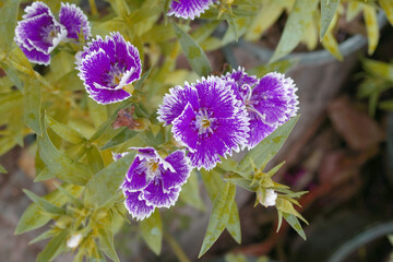 Sweet flora william blooming petals Purple flowers background, Dianthus barbatus, beautiful...