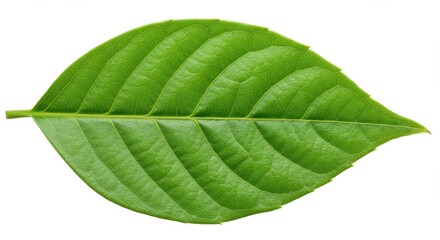 Obraz premium A single green leaf with prominent veins isolated on a white background in a studio shot scene