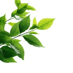 green leaves isolated on white background ar 4:4 --profile aksoo6o.