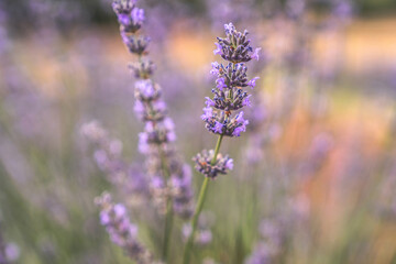 Obraz premium Lavender garden. Purple and fragrant lavender flowers bloom in the summer months. Single visual lavender flower.