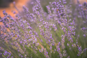 Lavender garden. Purple and fragrant lavender flowers. Bees landing on flowers. Nature scenes.