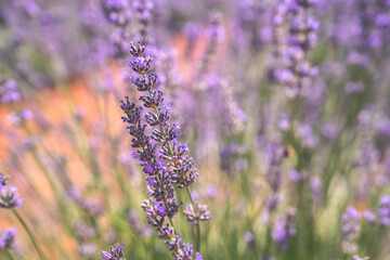 Lavender garden. Purple and fragrant lavender flowers bloom in summer. Close-up.