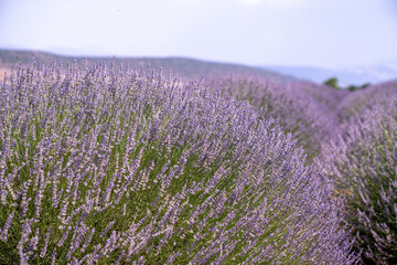 Lavender garden. Lavender garden full of purple and fragrant lavender flowers. Wide angle lavender...