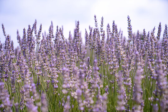Lavender garden. Purple and fragrant lavender flowers bloom in summer. Close-up.