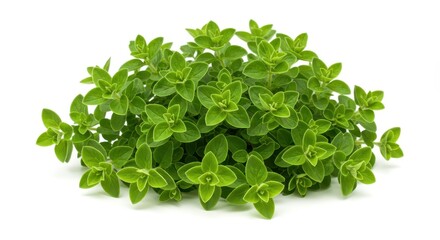 Obraz premium A vibrant oregano plant with bright green leaves isolated on a clean white background surface view