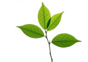 Fototapeta premium Vibrant green leaves on a slender branch backlit against a pure white background showcasing intricate leaf vein details and bright natural