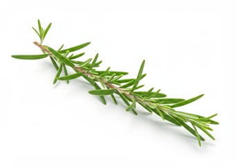 Fototapeta premium Fresh rosemary sprig vibrant green herb isolated on white background perfect for culinary and medicinal uses showcasing its natural beauty