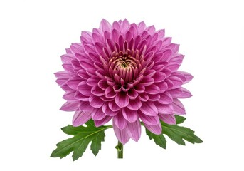 A vibrant purple chrysanthemum blossom a symbol of joy and elegance isolated against a stark white background with detailed petals and lush