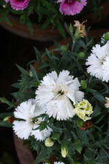 Sweet flora william blooming petals white flowers background, Dianthus barbatus, beautiful Dianthus...