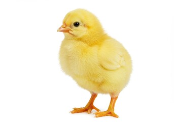Fototapeta premium Adorable fluffy yellow chick a tiny new life standing on white background bright soft lighting studio shot