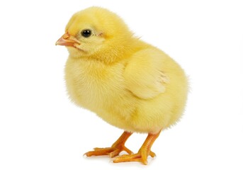 Obraz premium A fluffy yellow chick newly hatched stands on a white background its delicate legs and soft down visible Bright clean image