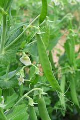Green peas grow in the garden Beautiful close up of green fresh peas and pea pods. Healthy food, Bush of sweet pea with ripe pods cultivated on vegetable garden, green peas closeup in nature, Pakistan