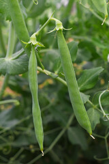 Green peas grow in the garden Beautiful close up of green fresh peas and pea pods. Healthy food, Bush of sweet pea with ripe pods cultivated on vegetable garden, green peas closeup in nature, Pakistan