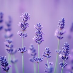 Naklejka premium Close-up of vibrant lavender flowers swaying gently in a soft purple background