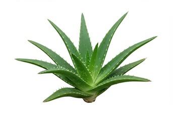 Fototapeta premium Isolated aloe vera plant with green leaves and small thorns on a white background in a studio shot